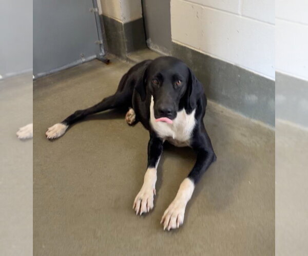 Medium Photo #4 Great Dane Puppy For Sale in Bullard, TX, USA