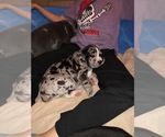 Puppy 1 Cane Corso-Great Dane Mix