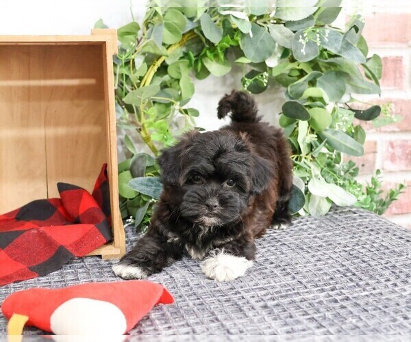 Medium Photo #6 ShihPoo Puppy For Sale in SYRACUSE, IN, USA
