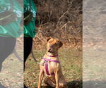 Small #1 American Staffordshire Terrier