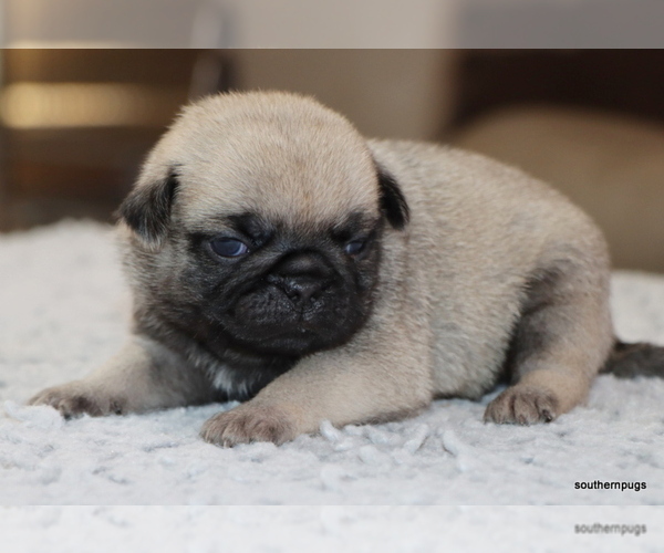 Medium Photo #17 Pug Puppy For Sale in WINNSBORO, TX, USA