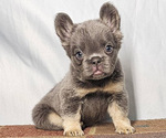 Small #2 French Bulldog