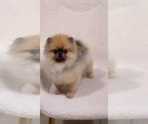 Pomeranian Puppy for sale in EASTVALE, CA, USA