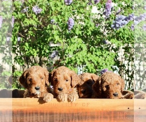 Goldendoodle-Poodle (Standard) Mix Puppy for sale in JULIAN, CA, USA