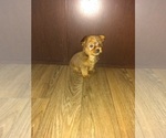 Small Photo #6 Yorkshire Terrier Puppy For Sale in LAPEER, MI, USA