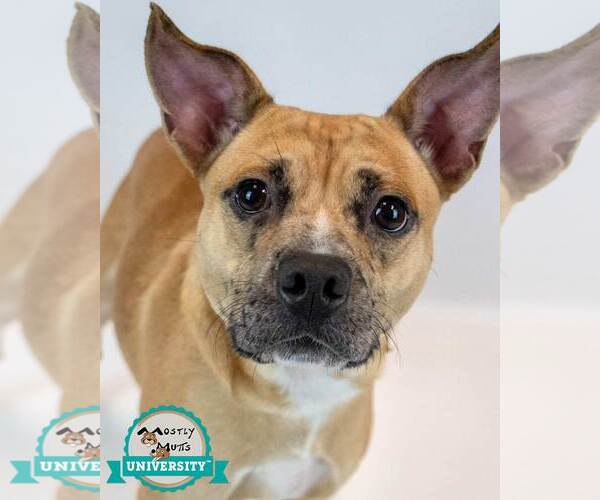 Medium Photo #2 Mutt Puppy For Sale in Kennesaw, GA, USA