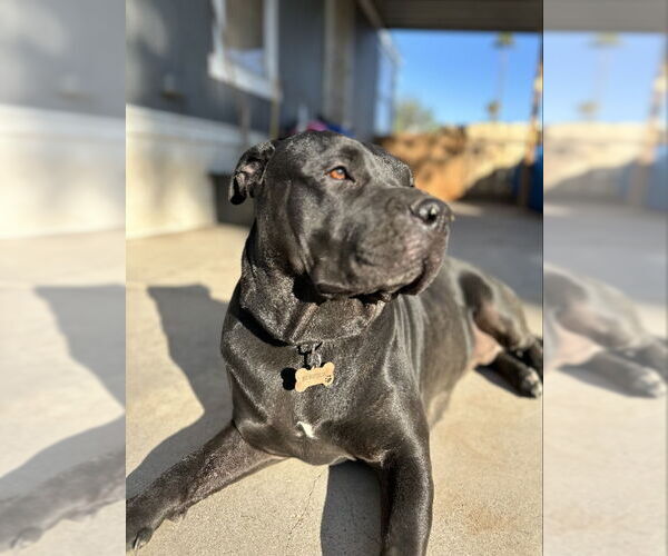 Medium Photo #1 Rottweiler-American Pit Bull Terrier Puppy For Sale in San Diego, CA, USA