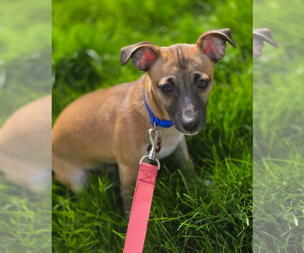 Medium Photo #8 Chihuahua-Unknown Mix Puppy For Sale in Grafton, WI, USA