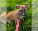Small #7 Chihuahua Mix