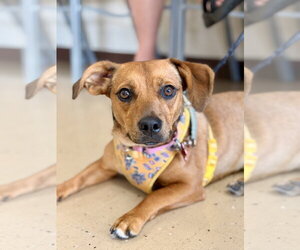 Honeybee - Female Mutt Dog for Adoption - Photo #28