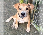Small #3 Labrador Retriever-Retriever  Mix