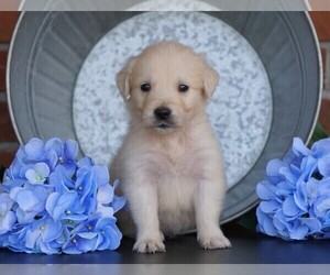 English Cream Golden Retriever Puppy for sale in FREDERICKSBG, OH, USA