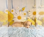 Small #8 Yorkiepoo mix (+ Poodle Toy)