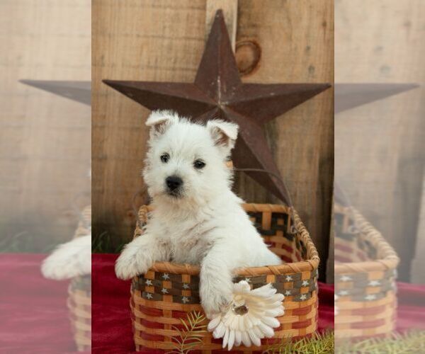 Medium Photo #1 West Highland White Terrier Puppy For Sale in ROMNEY, WV, USA