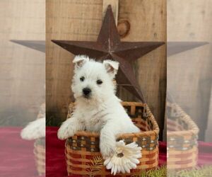 West Highland White Terrier Puppy for Sale in ROMNEY, West Virginia USA