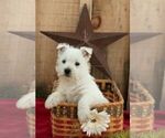 Image preview for Ad Listing. Nickname: Litter of 3