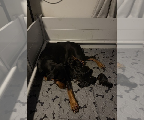 Medium Photo #7 Doberman Pinscher Puppy For Sale in CHEPACHET, RI, USA