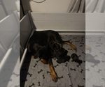 Small #6 Doberman Pinscher
