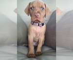 Small Photo #10 Vizsla Puppy For Sale in EDGEWATER, FL, USA
