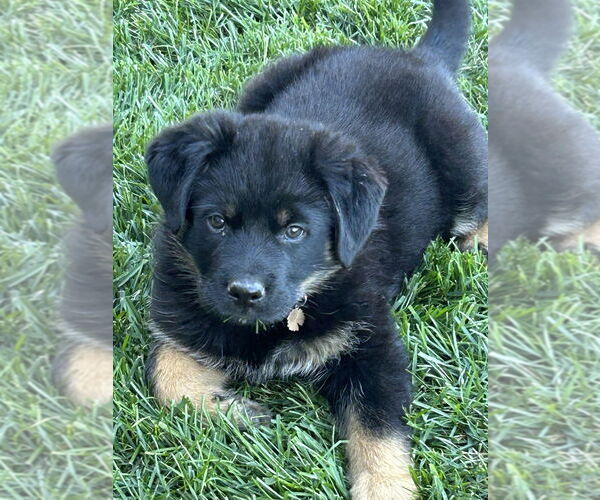 Medium Photo #1 German Shepherd Dog-Unknown Mix Puppy For Sale in West Sacramento, CA, USA