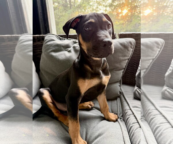 Medium Photo #8 Mutt Puppy For Sale in Hillsboro, MO, USA
