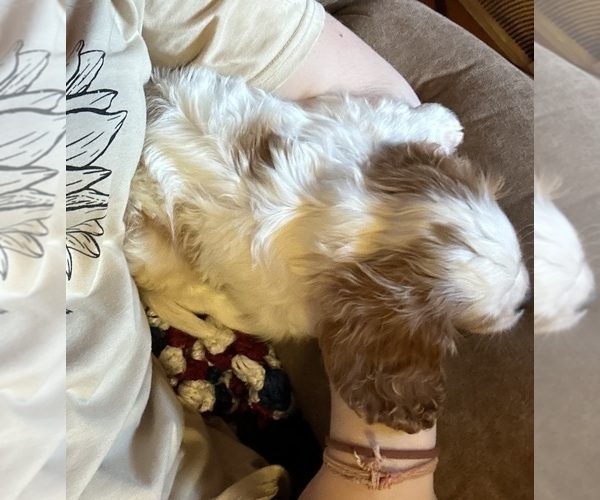 Medium Photo #4 Cavalier King Charles Spaniel Puppy For Sale in DANVILLE, VA, USA