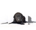 Small Photo #13 Labrador Retriever Puppy For Sale in LINCOLN UNIV, PA, USA