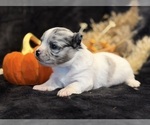 Small Photo #14 Chihuahua Puppy For Sale in SHERMAN, TX, USA