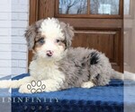 Small Bernedoodle (Miniature) (+ Poodle Miniature)