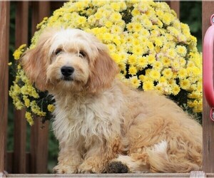 Goldendoodle (Miniature) Puppy for sale in FREDERICKSBG, OH, USA