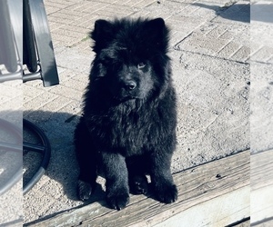 Chow Chow Puppy for Sale in ELGIN, Illinois USA