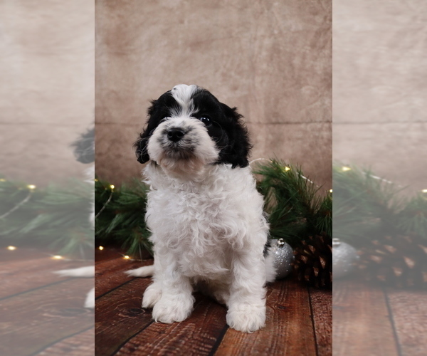 Medium Photo #12 Cavapoo (Toy) Puppy For Sale in WEST SALEM, OH, USA