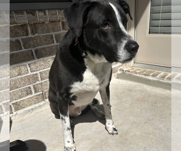 Medium Photo #4 Labrador Retriever Puppy For Sale in Rosenberg, TX, USA