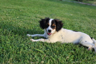 Australian Cattle Dog-Cavalier King Charles Spaniel Mix Puppy for sale in GLASGOW, KY, USA