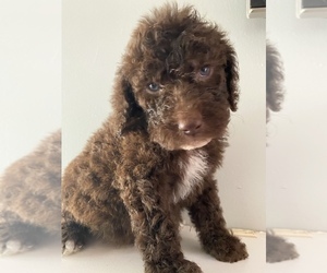 Goldendoodle Puppy for sale in BENTON, TN, USA
