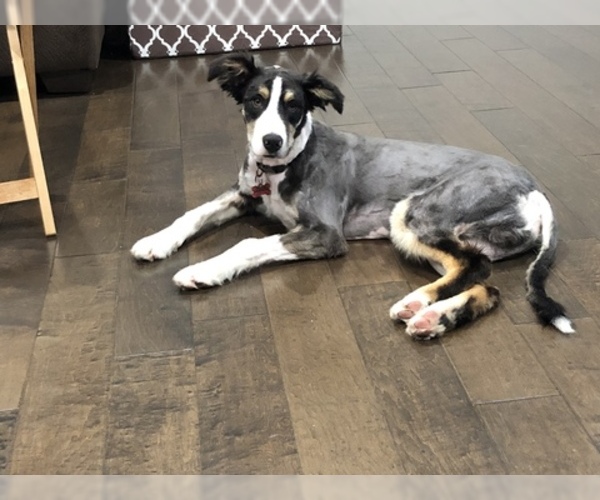 Medium Photo #1 Border Collie Puppy For Sale in BRENTWOOD, CA, USA