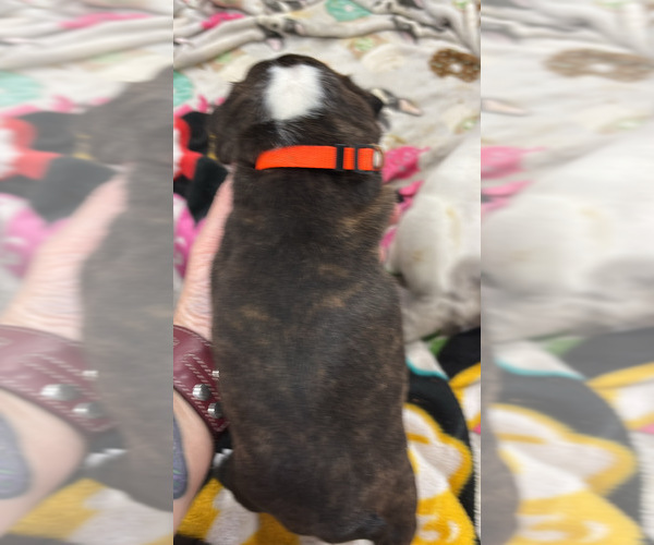 Medium Photo #4 Boston Terrier Puppy For Sale in CRYSTAL, MN, USA