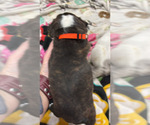 Small #3 Boston Terrier