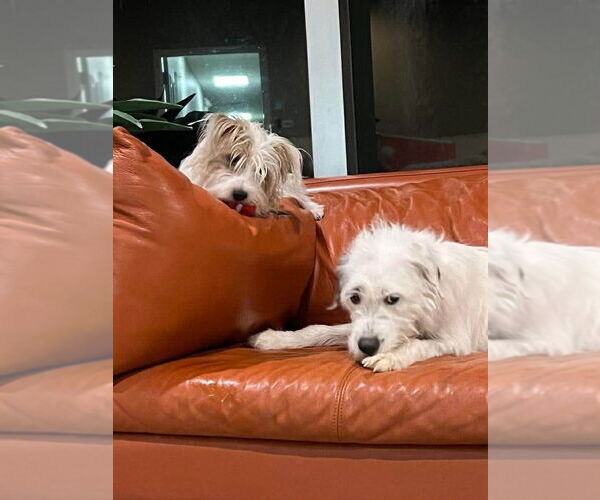 Medium Photo #9 Mutt Puppy For Sale in Springdale, PA, USA