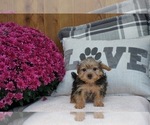 Small Photo #1 Maltese-Morkie Mix Puppy For Sale in WARSAW, IN, USA