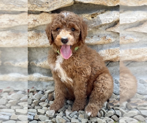 View Ad Poodle (Standard) Puppy for Sale near Oklahoma, CLAREMORE, USA
