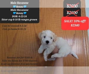 Havanese Puppy for sale in TUCSON, AZ, USA
