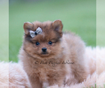 Small Photo #51 Pomeranian Puppy For Sale in WARSAW, IN, USA