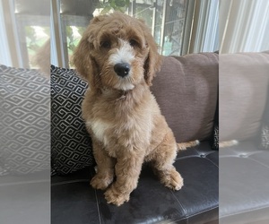 Goldendoodle-Poodle (Standard) Mix Puppy for sale in RICHMOND, IL, USA