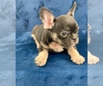 Small Photo #12 French Bulldog Puppy For Sale in WINTER PARK, FL, USA