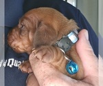 Puppy Coral Dachshund