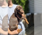 Small Photo #39 Doberman Pinscher Puppy For Sale in WHEELING, IL, USA