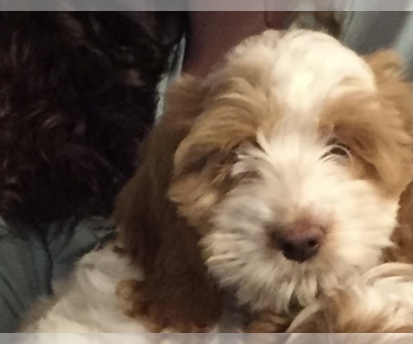 View Ad: Cockapoo Puppy for Sale near Indiana ...