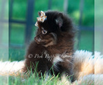 Small Photo #22 Pomeranian Puppy For Sale in WARSAW, IN, USA