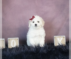 ShihPoo Puppy for sale in WARSAW, IN, USA